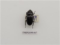 藏品(鹿角鍬形蟲)的圖片